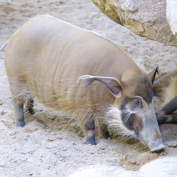 Prasata (Potamochoerus porcus) - Fotografie, Obrázek
