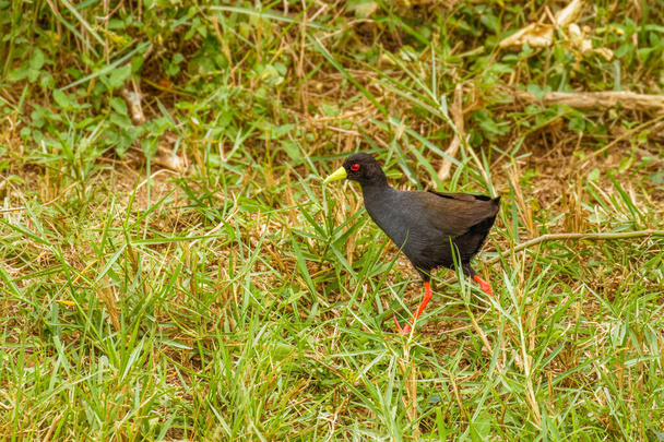 Fekete Crake (Amaurornis flavirostra) vízimadár a vasúti és crake család, Rallidae. A legtöbb szubszaharai Afrikában szaporodik, kivéve a nagyon száraz területeken. Erzsébet királynő Nemzeti Park, Uganda. - Fotó, kép