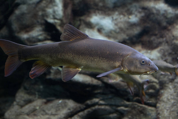 Closeup of catfish swimming with selective focus - Photo, Image