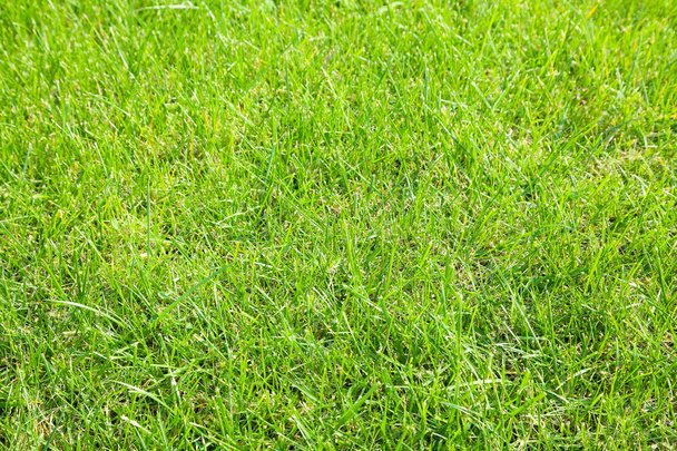 Gros plan d'herbe verte ensoleillée avec un accent sélectif - Photo, image