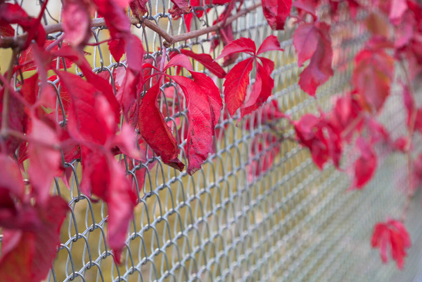 feuilles rouge foncé contre fil de maille avec mise au point sélective - Photo, image