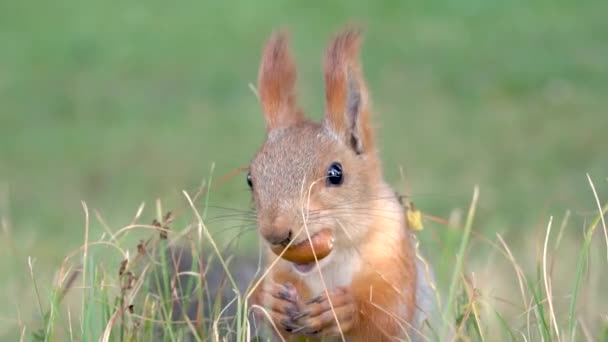 L'écureuil fait des provisions pour l'hiver. Faune, écureuil moelleux mâchant un gland. Écureuil avec une queue duveteuse grignote une noix, au ralenti. Un petit rongeur. Les animaux se préparent pour l'hiver.  - Séquence, vidéo