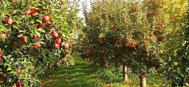 Яблони в саду, с красными яблоками готовы к сбору урожая - Фото, изображение