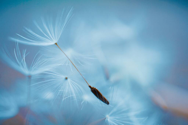 όμορφο σπόρο λουλουδιών πικραλίδα, αφηρημένο και μπλε φόντο  - Φωτογραφία, εικόνα