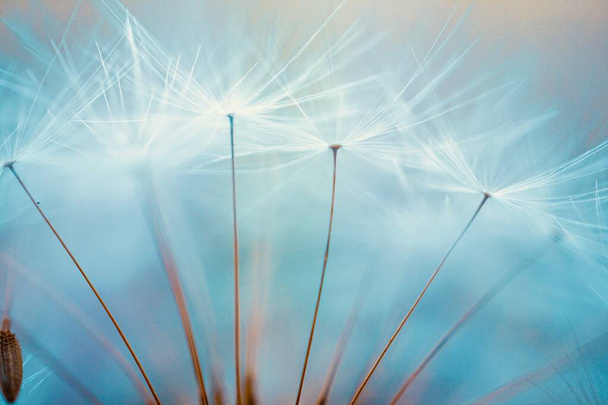 beautiful dandelion flower seed, abstract and blue background  - Fotografie, Obrázek
