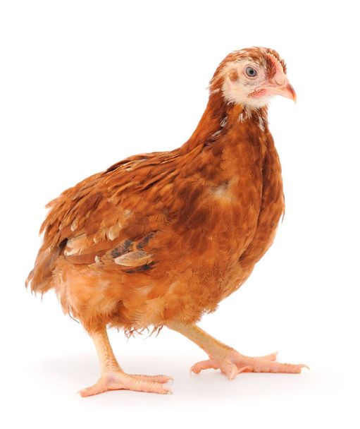 Young brown hen isolated on white background. - 写真・画像