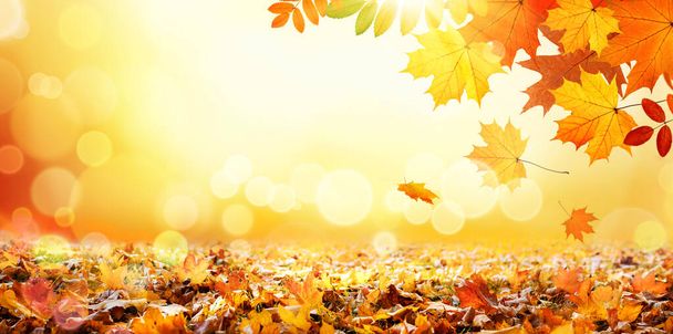 Coloridas hojas de otoño en el parque de la ciudad con luz solar - Foto, imagen