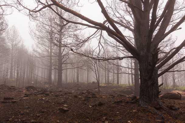 Φωτιά στο Εθνικό Πάρκο Σιέρρα ντε Γκουαντάρμα. Χειμερινή φωτογραφία, παγωμένα δέντρα. Λα Γκράνια ντε Σαν Ιλντεφόνσο, Σεγκόβια. Καστίλη και Λεόν. - Φωτογραφία, εικόνα