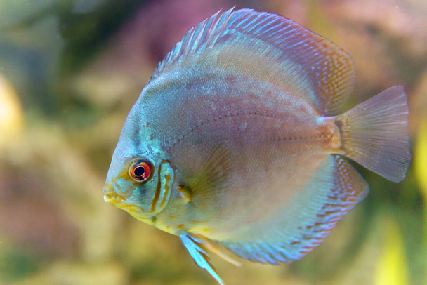 pesci discus Symphysodon discus in un acquario - Foto, immagini