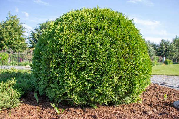 Spherical thuja, landscaping, plants in the backyard. - Photo, Image