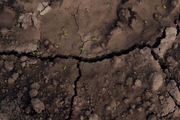 felülről nézve nedves talajon termesztett növények - Fotó, kép