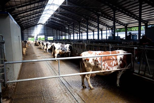 Багато корів на фермі годуються і доїться
 - Фото, зображення