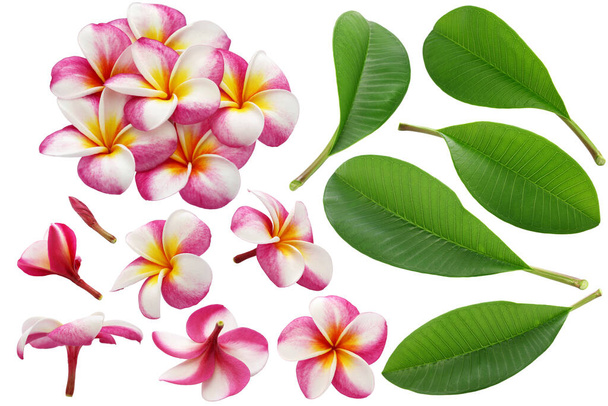 variety of plumeria flowers and leaves isolated on white background - Photo, Image
