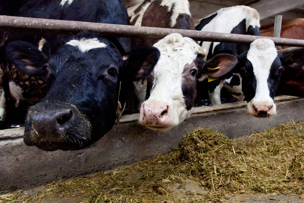 Πολλές αγελάδες στο αγρόκτημα τρέφονται και αρμέγονται. - Φωτογραφία, εικόνα