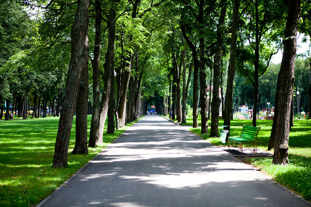 Callejuelas y senderos del parque con altos árboles verdes en un día soleado por el que la gente camina - Foto, Imagen