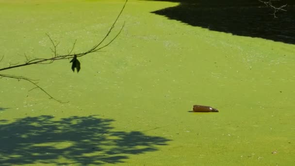 βρώμικο πράσινο νερό φόντο κορυφή άποψη φυσική καταστροφή αποτέλεσμα της ανθρώπινης δραστηριότητας - Πλάνα, βίντεο