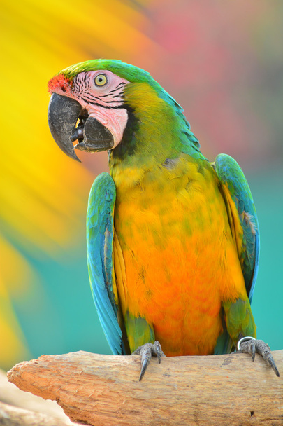 Papağan - Fotoğraf, Görsel