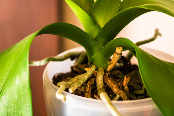 Молоді і здорові корені орхідеї фаленопсису в квітковому горщику. Пересадка рослин, домашнє озеленення, концепція догляду за рослинами
. - Фото, зображення