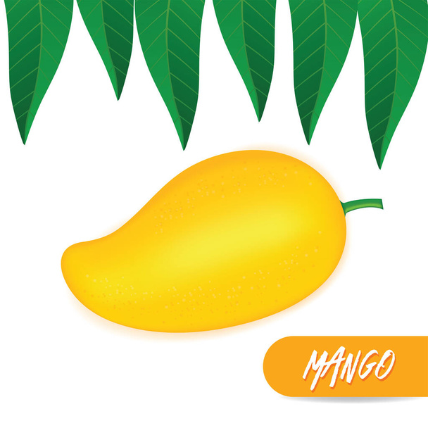 Mango illustratie van de grafische vector vers fruit. - Vector, afbeelding