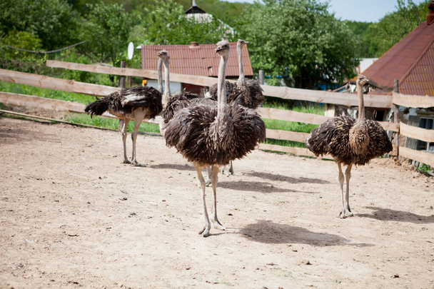 Granja de avestruces en un día soleado - Foto, Imagen