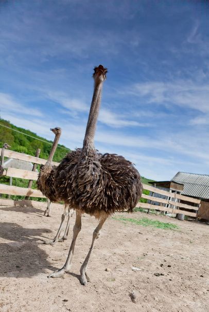 Granja de avestruces en un día soleado - Foto, imagen