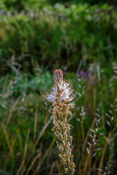 Campo de asphodel, planta herbácea perenne originaria de la región mediterránea. - Foto, Imagen