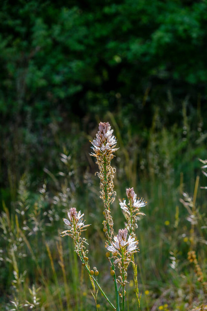 Välimeren alueelta kotoisin oleva monivuotinen ruohokasvi (asphodel). - Valokuva, kuva