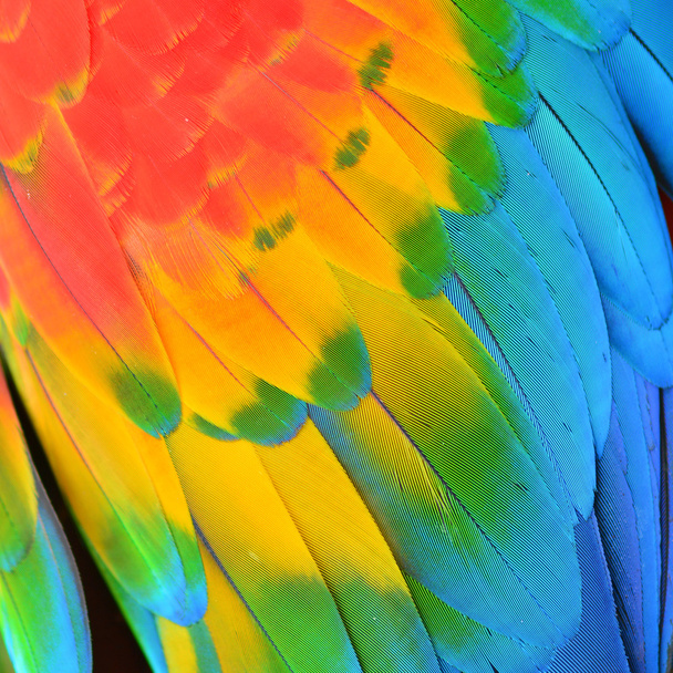 Перья алого ара
 - Фото, изображение