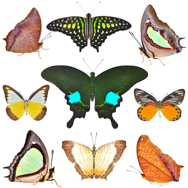 butterflies collection - Photo, Image