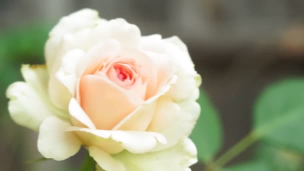 La rose blanche fleurit sur un buisson en été. Floraison de fleurs dans le jardin d'été - Séquence, vidéo