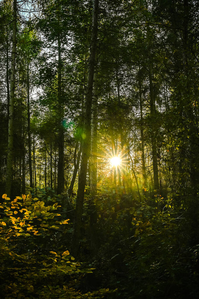 Vista para uma floresta escura. Entre as árvores a luz do pôr do sol brilha através. - Foto, Imagem