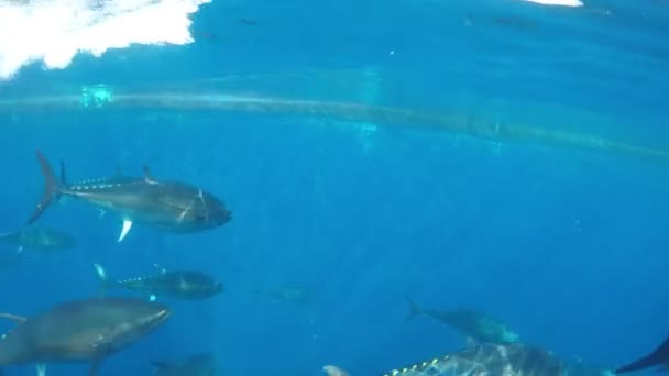 Atum-rabilho (Thunnus thynnus) nadando no mar Mediterrâneo - Filmagem, Vídeo