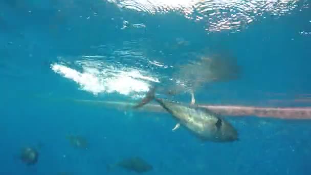 Blauwvintonijn (Thunnus thynnus) die in de Middellandse Zee zwemt - Video