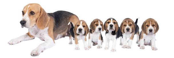 Ένα πανόραμα μιας οικογένειας των κουταβιών beagle σκυλιών και εκεί μητέρα απομονωμένη σε λευκό φόντο - Φωτογραφία, εικόνα