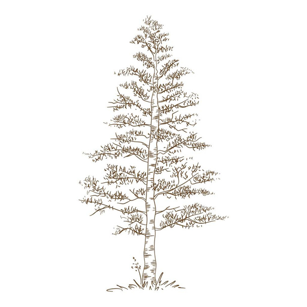 市公園白樺の木のアイコン、手描きとアウトラインスタイル - ベクター画像