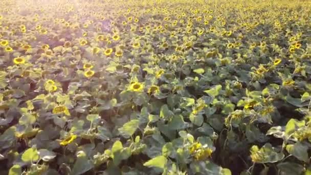 Landwirtschaftliches Feld mit blühenden Sonnenblumen, Drohne fliegt über Sonnenblumenkappen, Abendsonne und helles Sonnenlicht. - Filmmaterial, Video