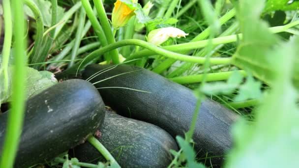frische reife Zucchini auf dem Feld, Nahaufnahme. Biologischer Landbau - Filmmaterial, Video