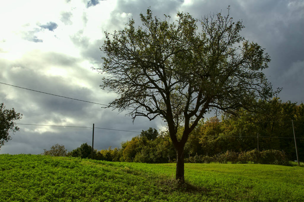Gros plan d'un arbre presque nu dans un champ avec un ciel nuageux comme arrière-plan - Photo, image