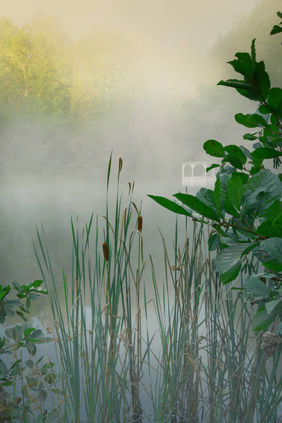 a pond in early morning with low fog on the water, trees with yellow morning light in the background and bullrushes in the foreground. - Photo, Image