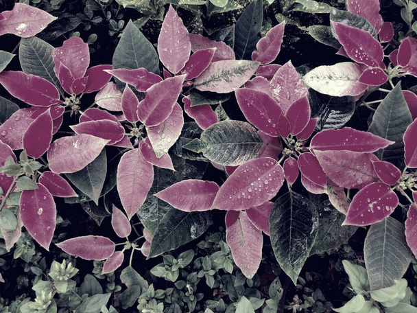 ポワセチアは商業的に重要な植物種であり、赤や緑の葉でよく知られています。 - 写真・画像