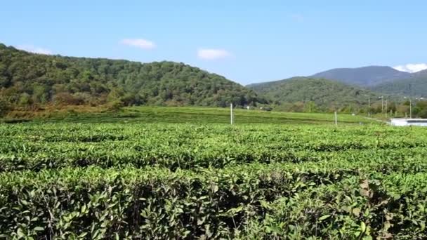 Piantagione di tè. Il tè in Europa. Agricoltura naturale Agricoltura biologica Campo biologico. - Filmati, video