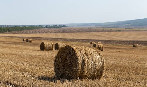 Сбор пшеницы. Круглые тюки соломы в поле. - Фото, изображение