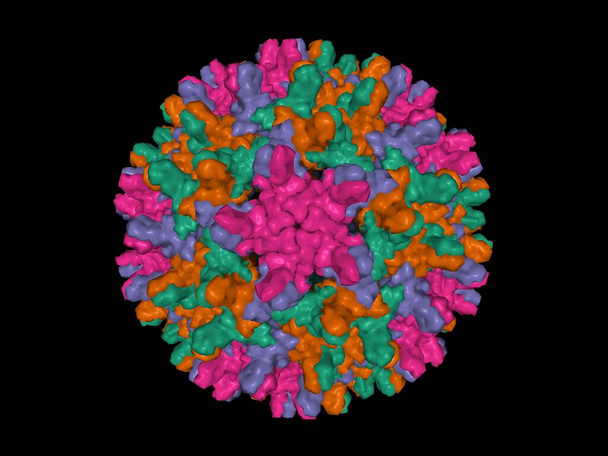 Капсид вируса гепатита В, изолированная трехмерная модель поверхности, черный фон. Различные цвета соответствуют различным цепочкам капсидного белка. - Фото, изображение