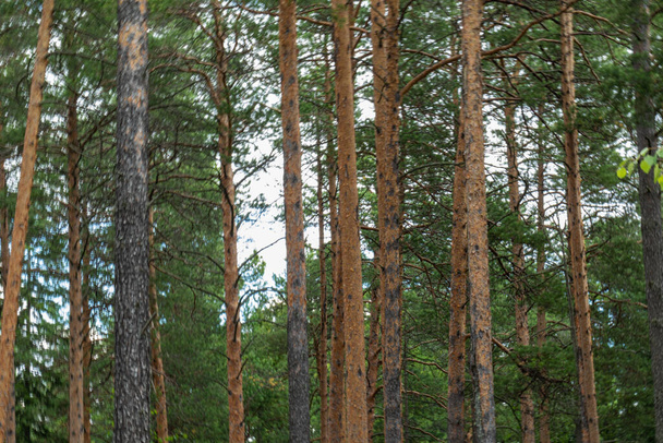 Landschaft mit schönen, natürlichen, grünen Nadelbäumen im Wald - Foto, Bild