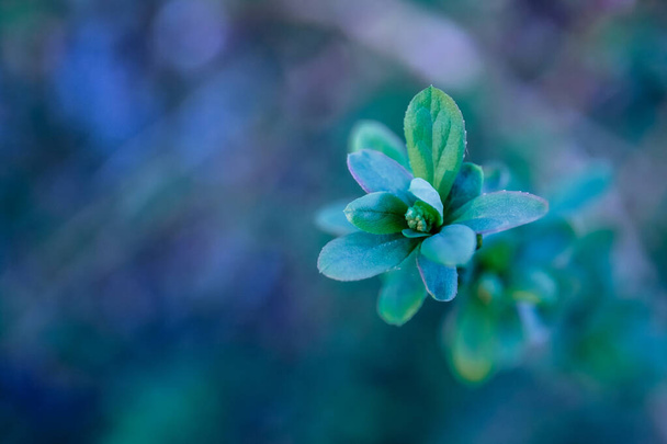 Bitkinin yeni yaprakları mavi tonlara boyanmış. Doğanın gerçek güzelliği, yakın çekim fotoğrafı. - Fotoğraf, Görsel