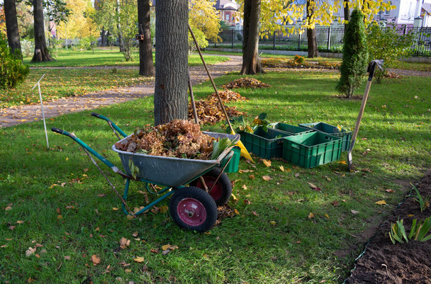 Carrinho, ancinho, recipientes com mudações.Limpeza de folhas de outono no Parque. - Foto, Imagem