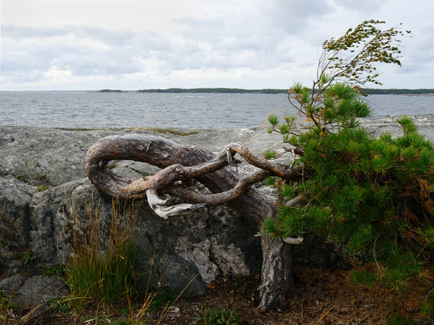 кривая сосна, растущая на скале в Финляндии, на берегу Балтийского моря - Фото, изображение