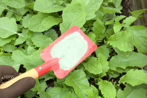 rock flour on a shovel and radish leaves - Photo, Image