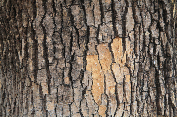 Текстура коры дерева - Фото, изображение