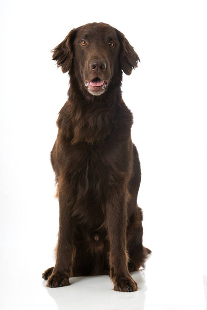 Изолированная собака с плоским покрытием - Фото, изображение